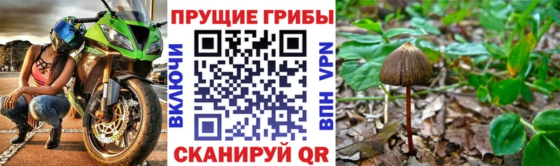 Галлюциногенные грибы MAGIC MUSHROOMS  Ельня 